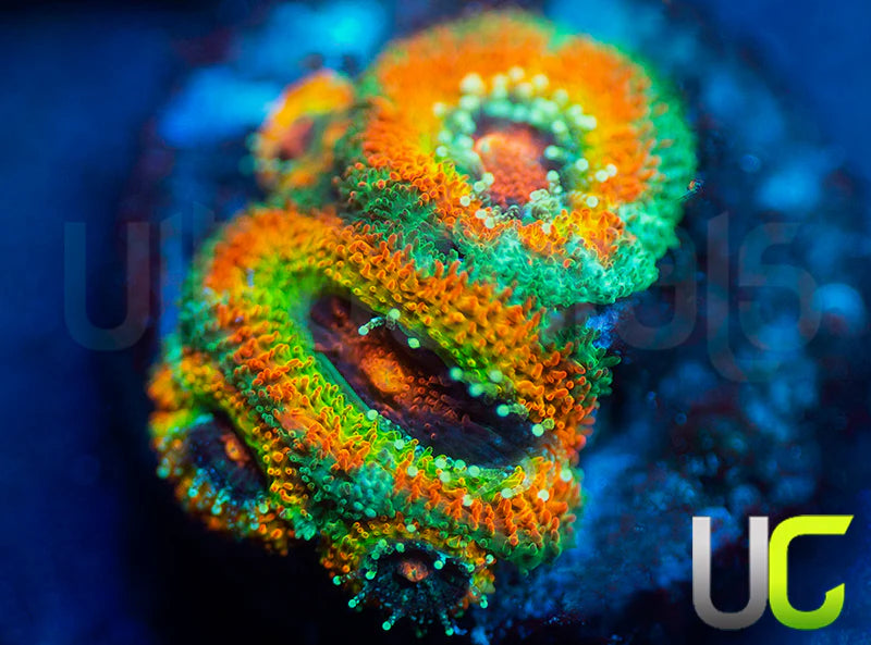 UC Rainbow Leprachaun Micro Amakusensis