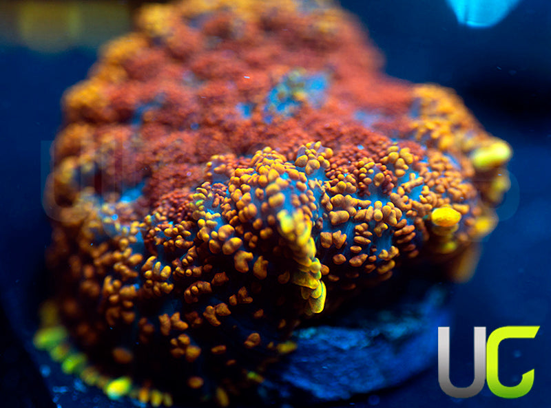 UC Spicy Jambalya Mushroom