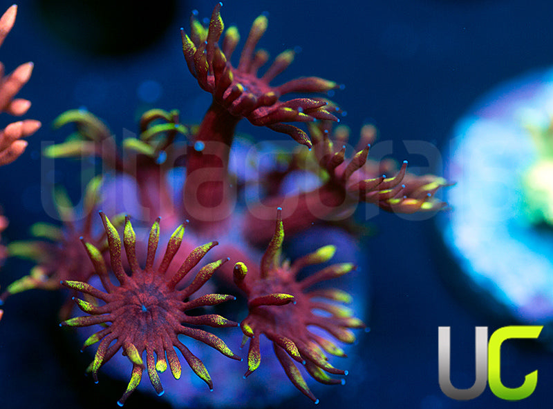 Pedros Rainbow Glitter Goni