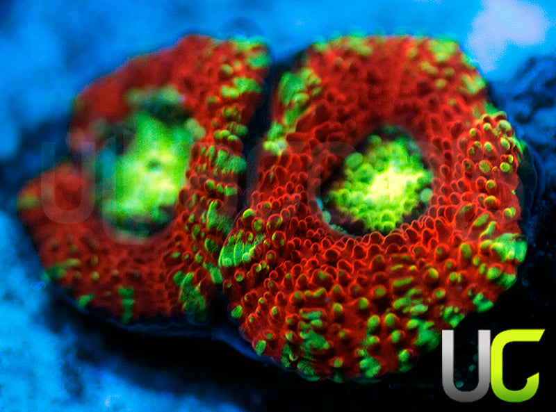 UC Blood Hunter Micro Amakusensis