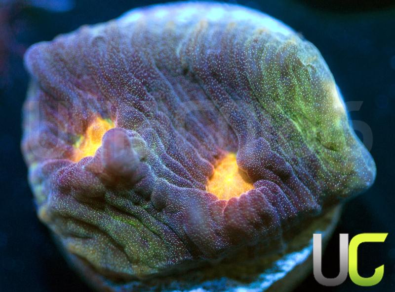 UC Jamberry Mycedium