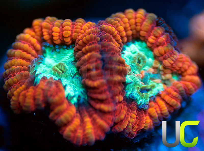 UC Mortal Kombat Dipsastrea