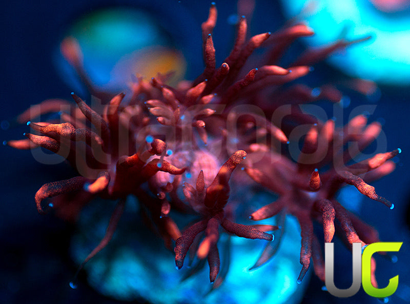 UR Radioactive Plum Goni