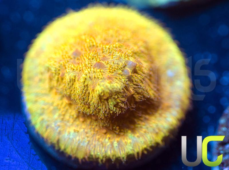 UC Hazmat Psammocora