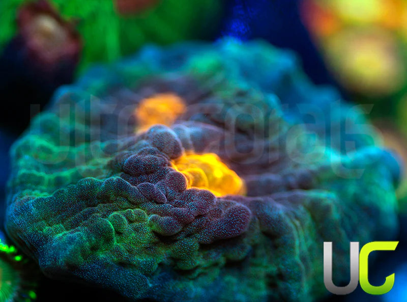 T UC Jamberry Chalice