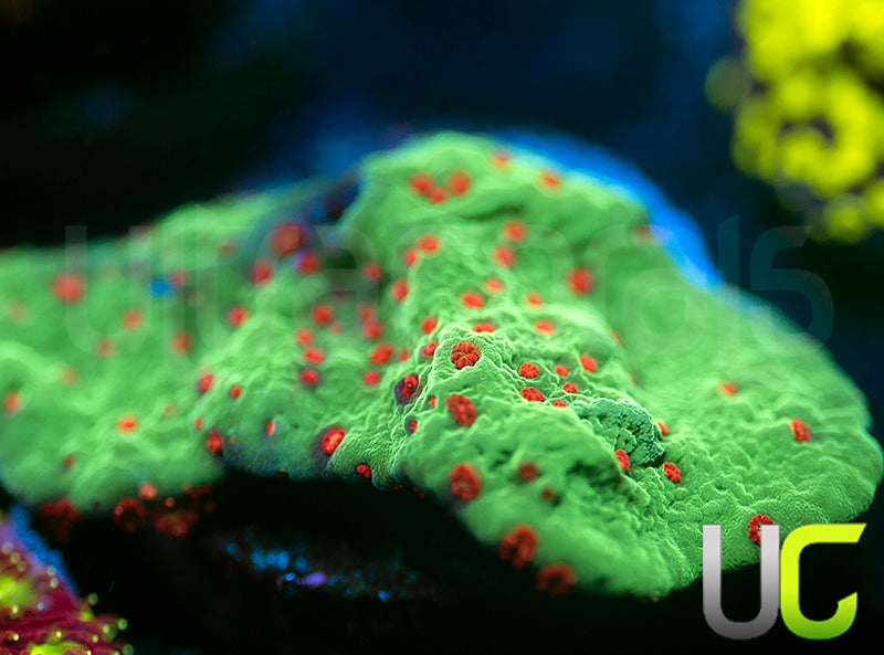 UC Alabama Slammer Monti