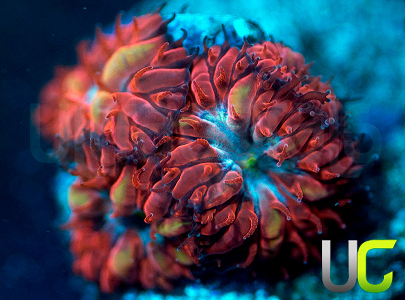 UC Azure Sky Blastos