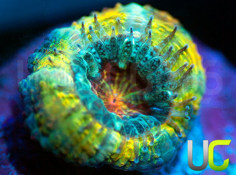 UC Head Hunter Micro Lord