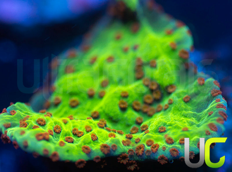 UC Thunderdome Monti