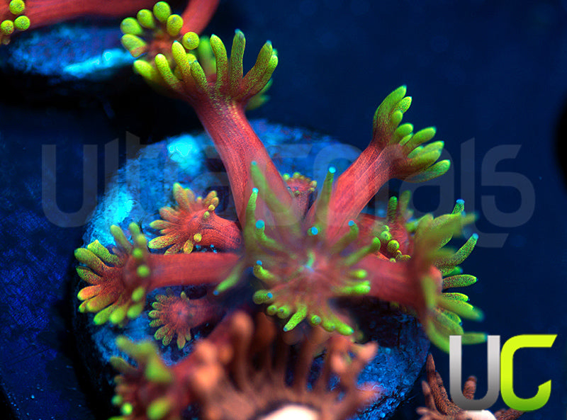 BigR Valentines Goni