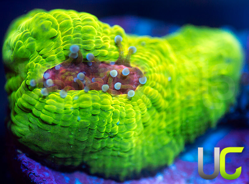 UC Plasmatic Chalice