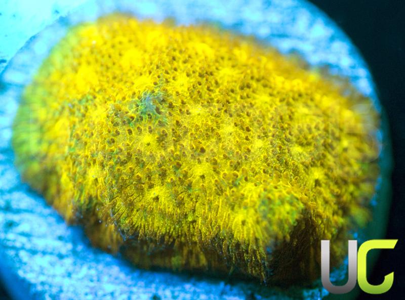 Yellow Yutz Psammocora