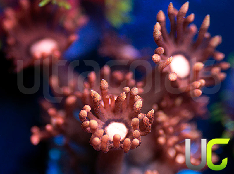 New Release: UC Commando Goni