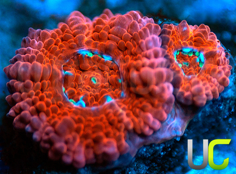 UC Watermelon Mojito Micro Amakusensis