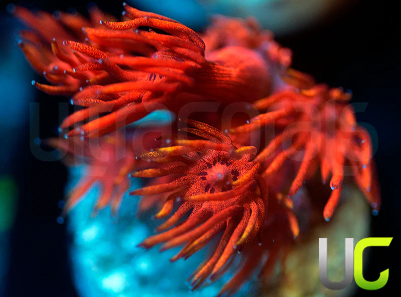 ECC Burning Man Goni