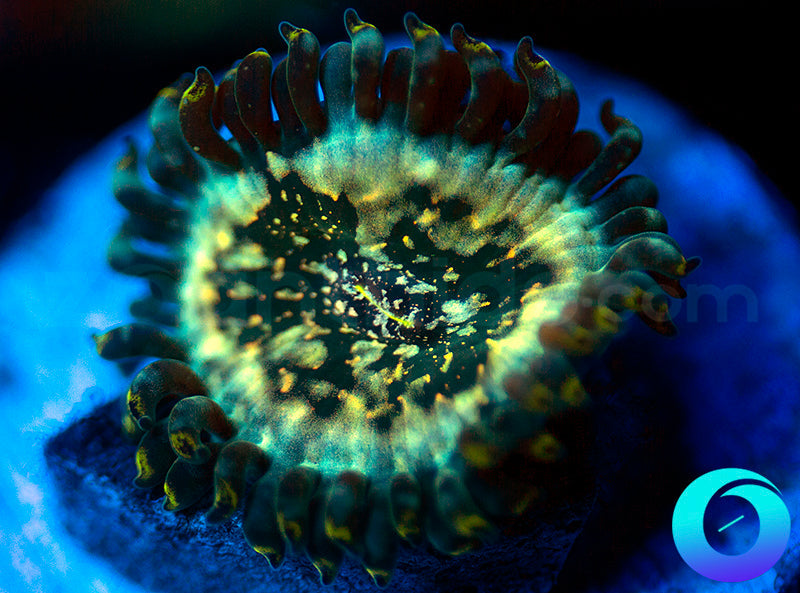 Hawaiian Ding Dang PE