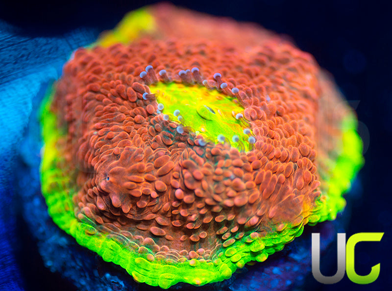 Ultra Watermelon Chalice