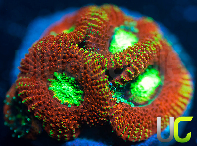 UC Blood Hunter Micro Amakusensis