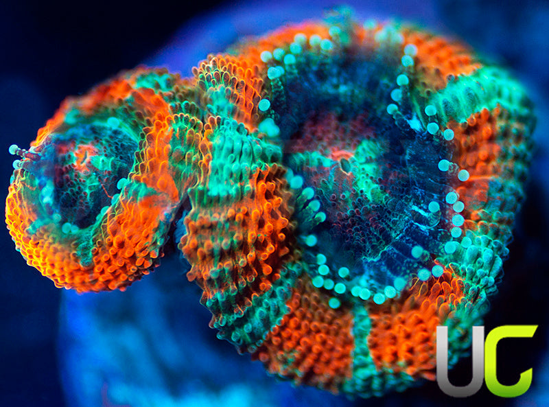 UC Carousel Micro Amakusensis