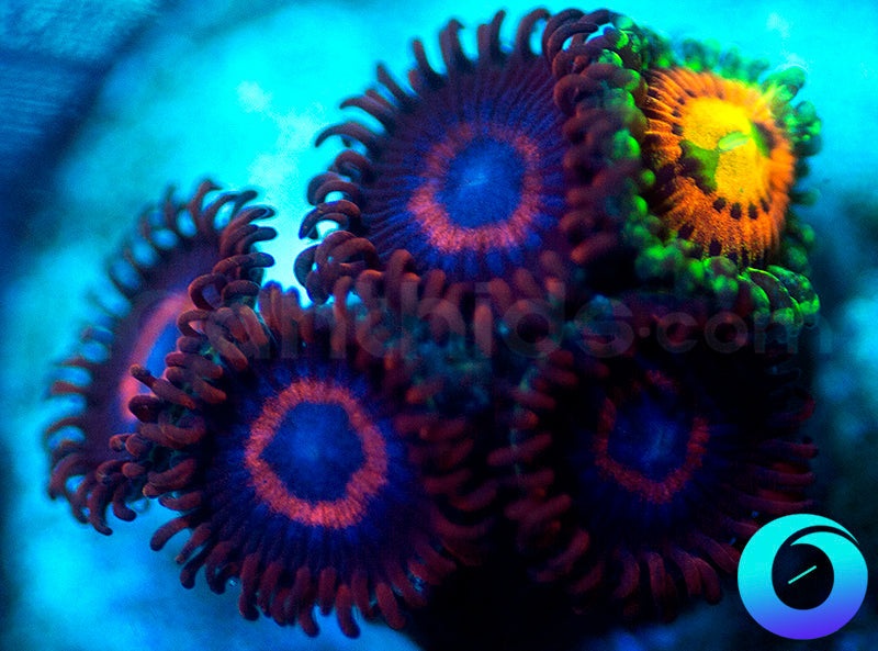 Vivid Stingers & Rainbow Incinerator