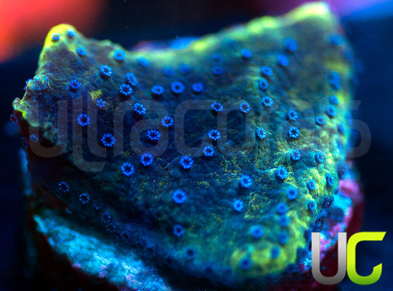 UC Blue Polka Dot Bikini Monti