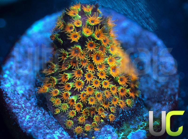 WWC Looney Tunes Stylo