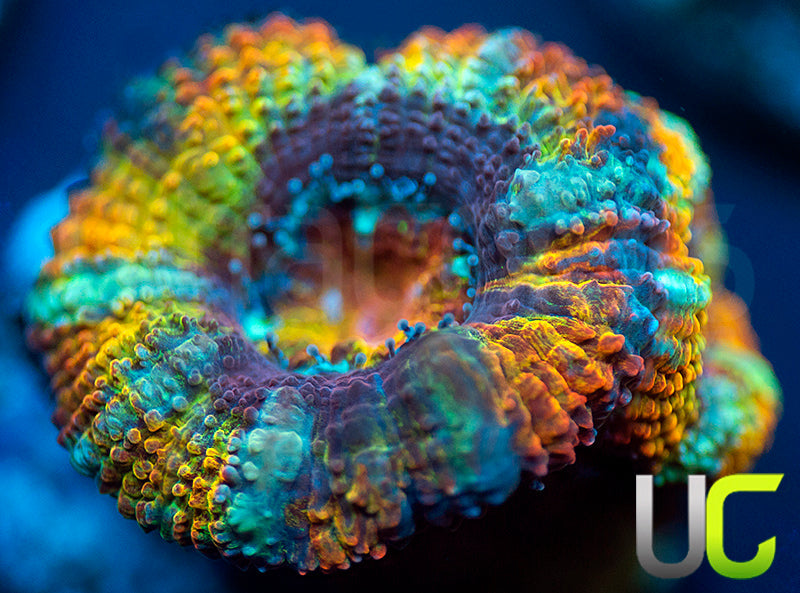 UC Flower Power Micro Lord