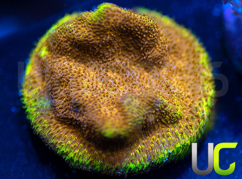 UC Mean Streak Branching Psammocora