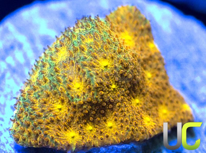 Yellow Yutz Psammocora
