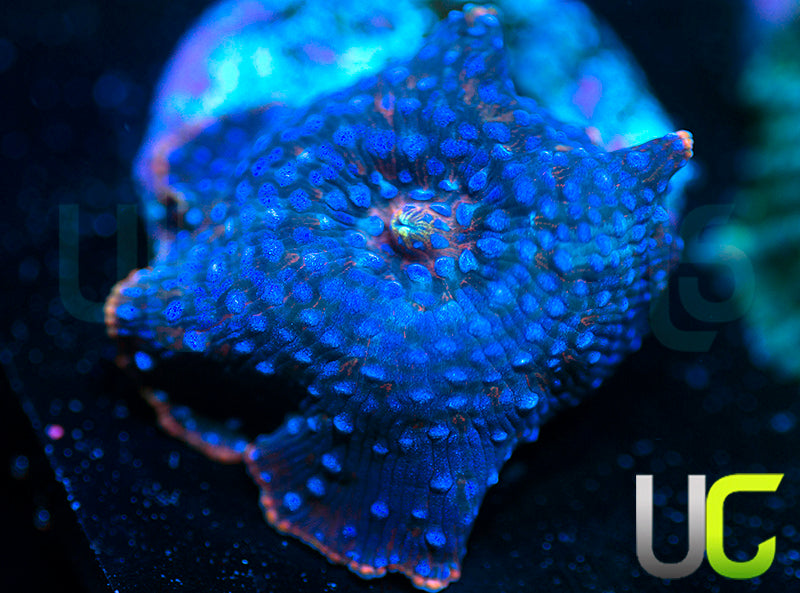 MA Twilight Disco Mushroom