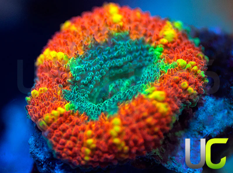 UC Rainbow Swirl Micro Amakusensis