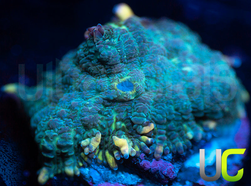 UC Purple Empress Mushroom