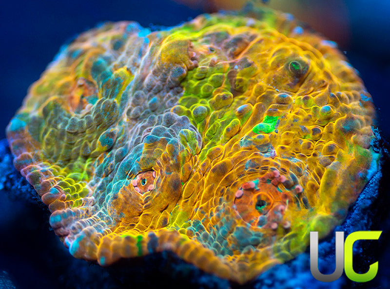 UC Pop Rocks Chalice