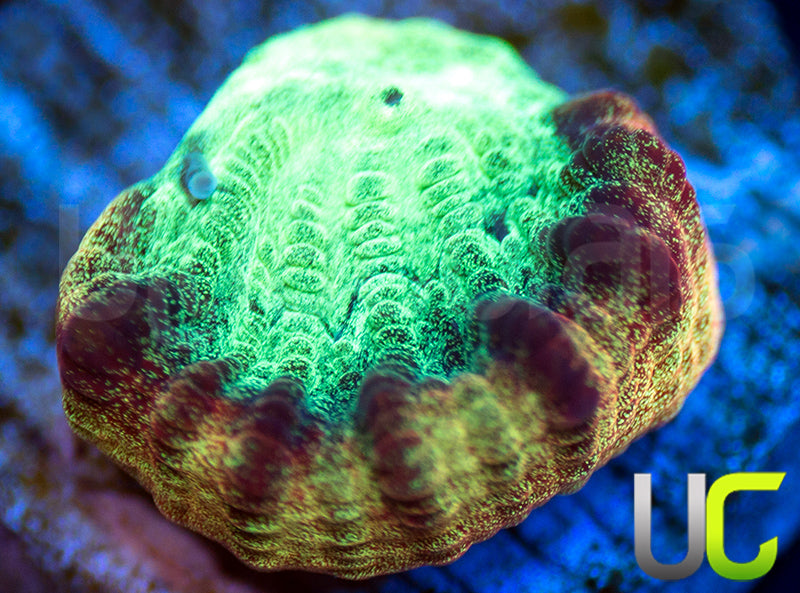 JF Psycho Rainbow Edge Favia