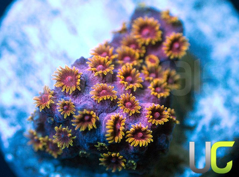 WWC Skittle Bomb Cyphastrea