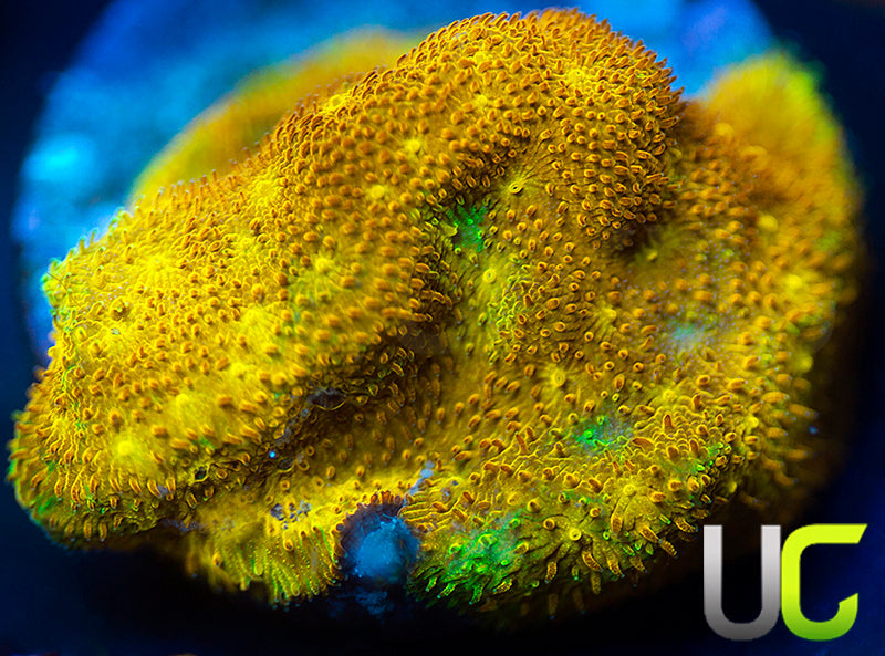 Yellow Yutz Psammocora