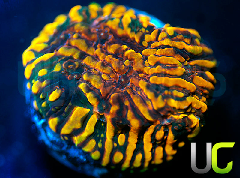 CC Cloudberries Chalice