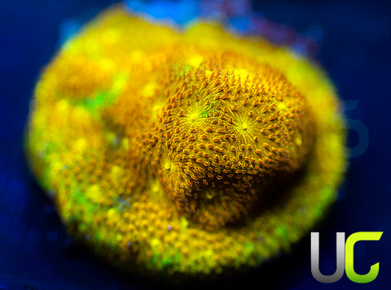 Yellow Yutz Psammocora