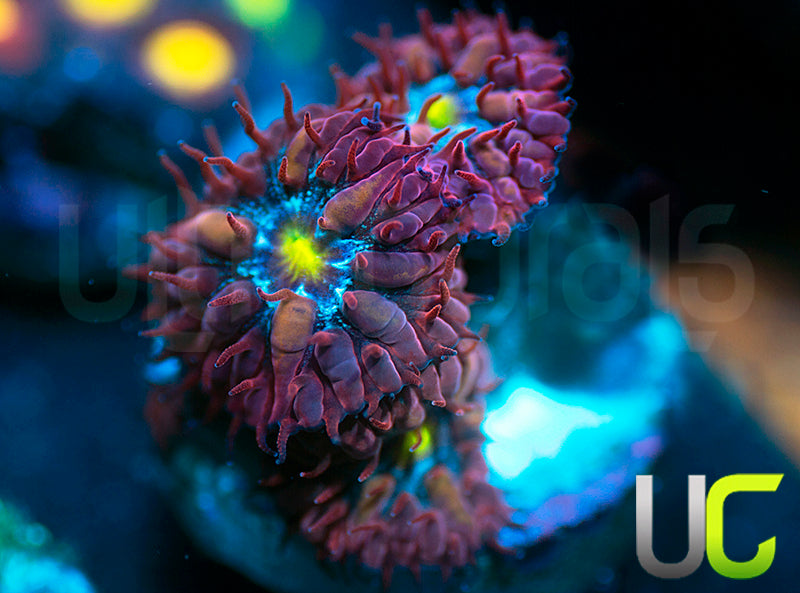 UC Boondocks Blastos