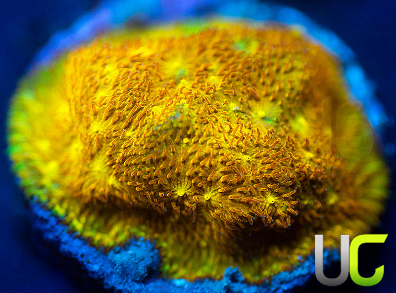 Yellow Yutz Psammocora