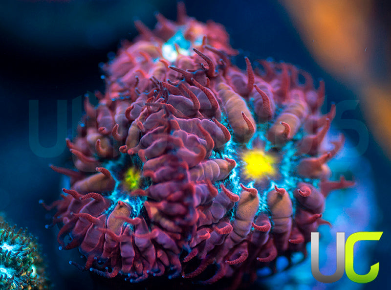 UC Boondocks Blastos