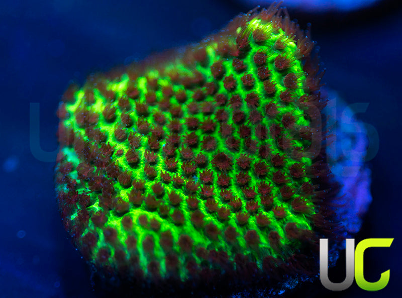 UC The Grinch Porites