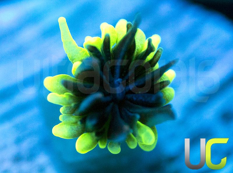 HS Sonic The Hedgehog Galaxia