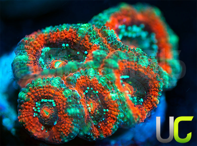 UC Carousel Micro Amakusensis