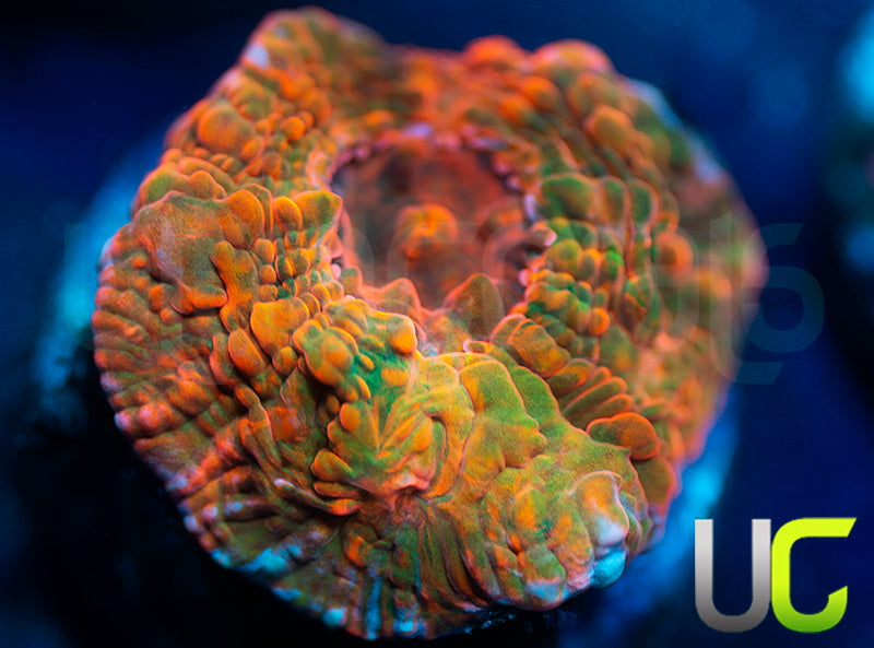 UC Fruit Ninja Chalice