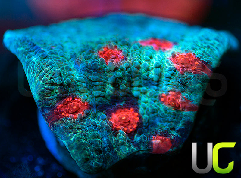 JF Hellspawn Chalice