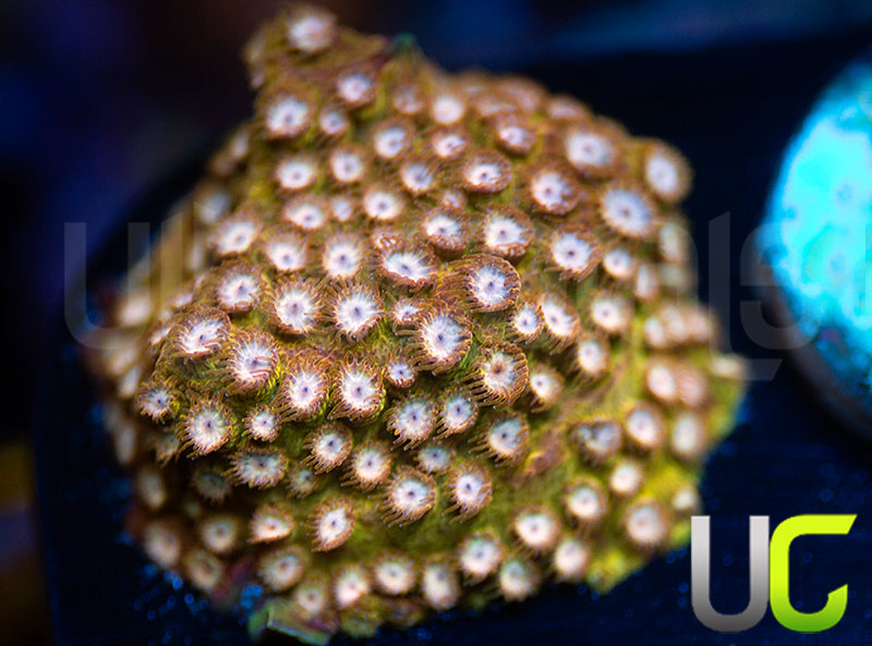 UC Yellowjacket Cyphastrea