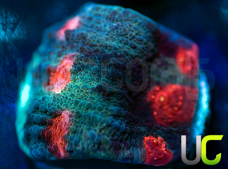 JF Hellspawn Chalice