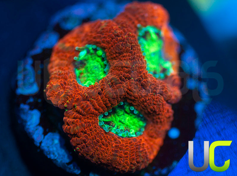 UC Dragon Slayer Micro Amakusensis