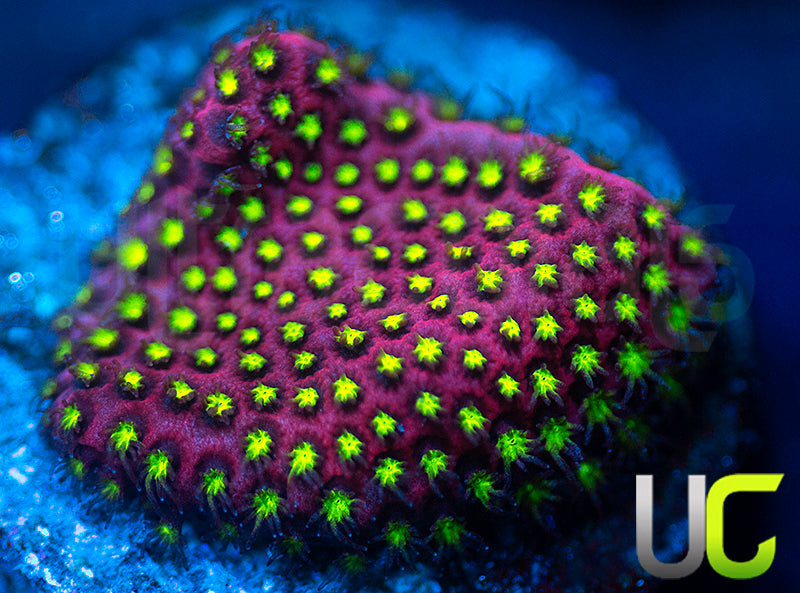 UC Raspberry Pie Stylo